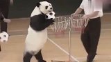 这大熊猫肯定是人扮的，网友：你是我见过最逗的熊猫，好好笑啊