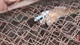 小野猫被困在铁网围栏里，幸好被人发现，不然后果不堪设想