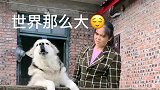 洛洛心太野总想往外边跑，奶奶劝它吃了饭再玩，它竟以为在忽悠它