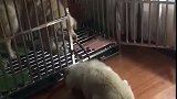 狗子：你放开我，我才不去你家呢！