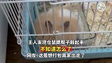 主人发现仓鼠腮帮子鼓起来了