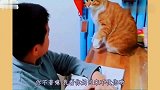 猫咪：你瞅朕干啥，我脸上有字吗，快写作业