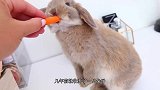 奶奶养了一只大兔子，养5年不舍得吃，视频记录全过程