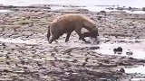 鬣狗从不挑食什么都吃！(1)