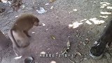 猴子对着狗狗一通乱打，几次下来狗狗终于发怒了，镜头拍下全过程