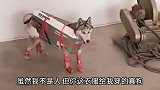 搞笑配音：公猫看到漂亮母猫，像不像你看到帅哥的样子？