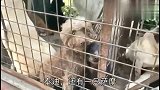 狗市：几万的恶霸犬也上狗肉车了，可惜了