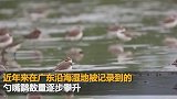 广东湛江湿地 发现34只极度濒危鸟类勺嘴鹬