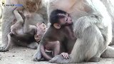实拍：两位猴妈的对比，一位大打出手，一位温柔似水！