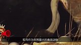 鸵鸟蛋承重能力有多大170斤的男子站上去，它会碎吗
