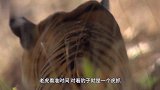 豹子误闯老虎领地，下一秒就被老虎盯上了！老虎今天晚餐有了