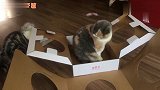 为了验证猫咪是否是盒子怪，主人费力搭建纸房子，结果白忙一场