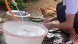 男子把公鸡摁水里洗澡，吓得公鸡不停叫