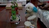 蓝耳朵小比熊 为喝饮料超撒娇