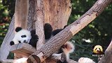 熊猫宝宝“梦想”羞涩卖萌超可爱，吃手手的样子真像个小婴儿