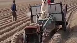 狗子竟然可以当拖拉机手，这操作着实让我惊呆了