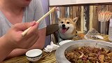 带着狗子和老公一起吃着烤肉，这种小幸福，很好！