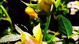 含苞欲放的黄玫瑰