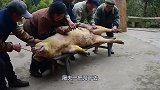 流水线杀牛不见血，就连牛惨叫声都没有，高压电瞬间击杀