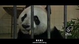 20170224-大熊猫鲜为人知的8个秘密-看鉴地理6