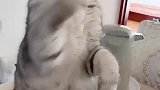 猫：我又不是菜，你拿筷子挑我干嘛啊！