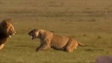动物世界：母狮保护幼崽不被雄狮捕食