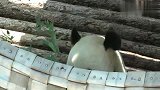 大熊猫飞云：你的小可爱突然出现，惊不惊喜，意不意外
