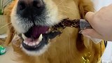 这风干鸭脖吃起来也太香了吧！