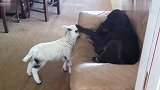 小羊公然调戏狗子,没想到狗子的反应绝了!镜头拍下搞笑一幕