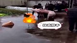猪也重情义,为救同伴竟冲向屠夫