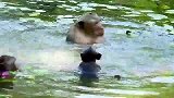猴王把小猴子往水里按，想淹死它，太过分！