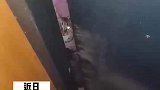 男子喂食怀孕母猫，猫妈妈生产后带全家来投奔老爷！