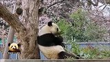 熊猫旦旦背靠大树萌萌哒，好漂亮