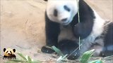 完全独立的熊猫香香，会不会想念和妈妈在一起的幸福时光呢？
