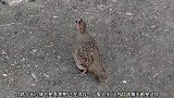 竹鸡遇到小狗都不敢嚣张，地方小，竹鸡每次都能遇到狗狗