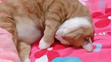 橘猫：别打扰本喵睡觉，快把小棉袄给我盖起来！