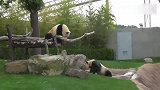 熊猫因太胖导致树枝断裂,把游客看笑了,网友表示该减肥啦