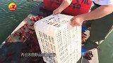 【新疆】塔里木河养上了小龙虾