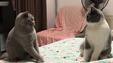 主人看我们像不像，你俩打架的样子
