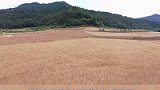 剑阁县 涂山镇 东河村，200余亩小麦迎来收获季，快来和阁阁一起看烂金黄的麦田吧！