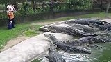 乌龟肉美壳硬，鳄鱼张开大嘴咬住了它，被这龟壳给难住了
