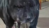 狗狗山边逗蛇被咬脸肿成狗熊