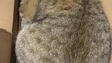 愚蠢的小猫咪进纸箱，还是你太胖了