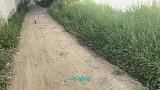 可乐：铲屎的，我回喵星了，你不要太难过