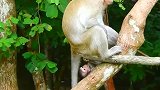 小猴子被公猴子绑架，猴宝宝拼命挣扎，却也无济于事！