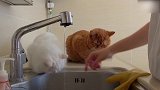 好调皮的猫咪，还想玩水呢，这模样笑得我都岔气了！