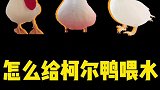 怎么给小鸭宝贝喂水