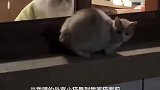 咱就是说小猫这心眼子也太小了吧