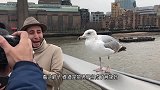 一只海鸥捕食章鱼，却反被缠住，结果可惨了