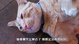 地板上直挺挺躺着一只猫咪，凑近一看，差点笑翻了